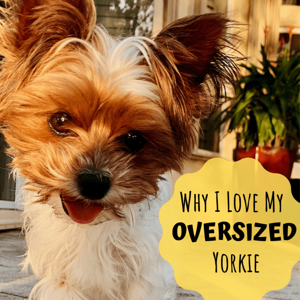 Why My Giant Yorkie Is Better Than Your Teacup Yorkie PetHelpful