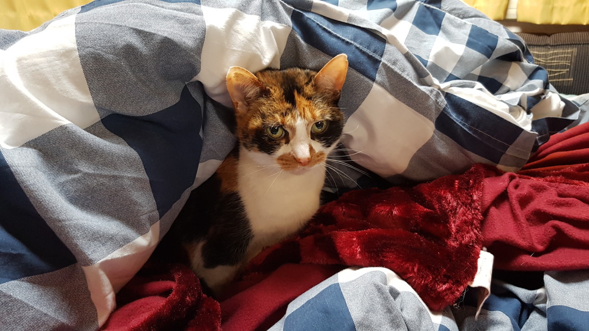 Can You Take Your Cat in Mobile Homes and Motorhomes? PetHelpful