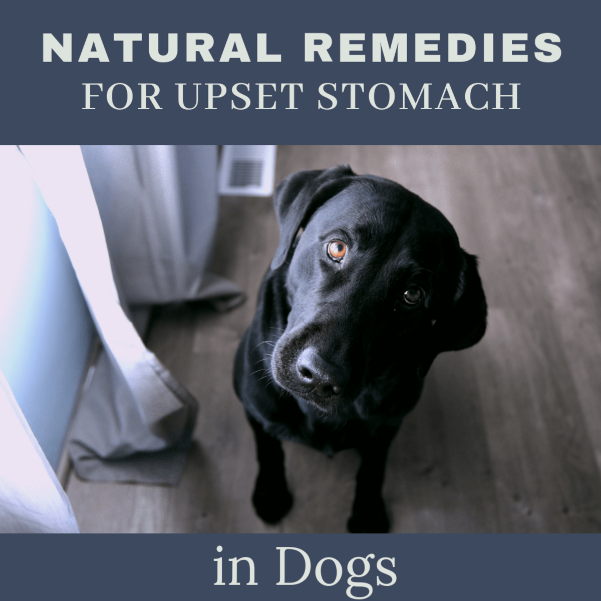 How To Cure Stomach Ulcers In Dogs