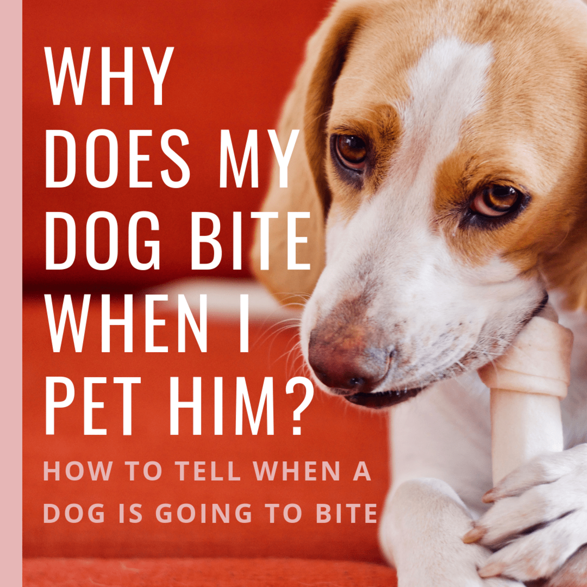 Why Do Dogs Bite When You Pet Them? (Signs a Dog Is Going to Bite
