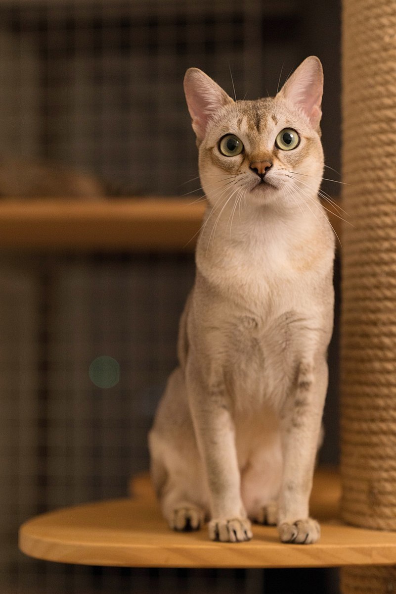 Top 10 Smartest Cat Breeds PetHelpful