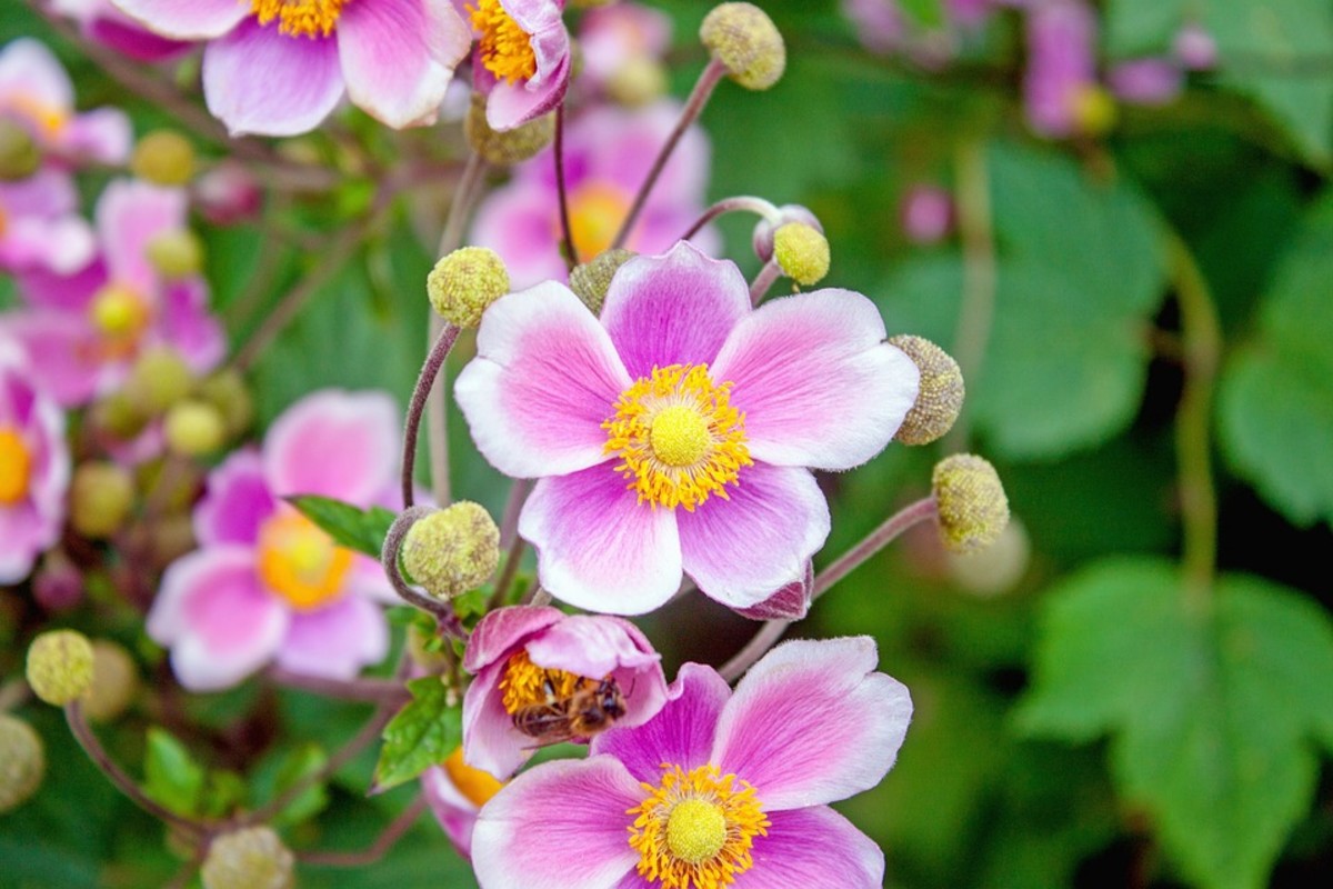 How to Grow Japanese Anemones (Windflowers) Dengarden