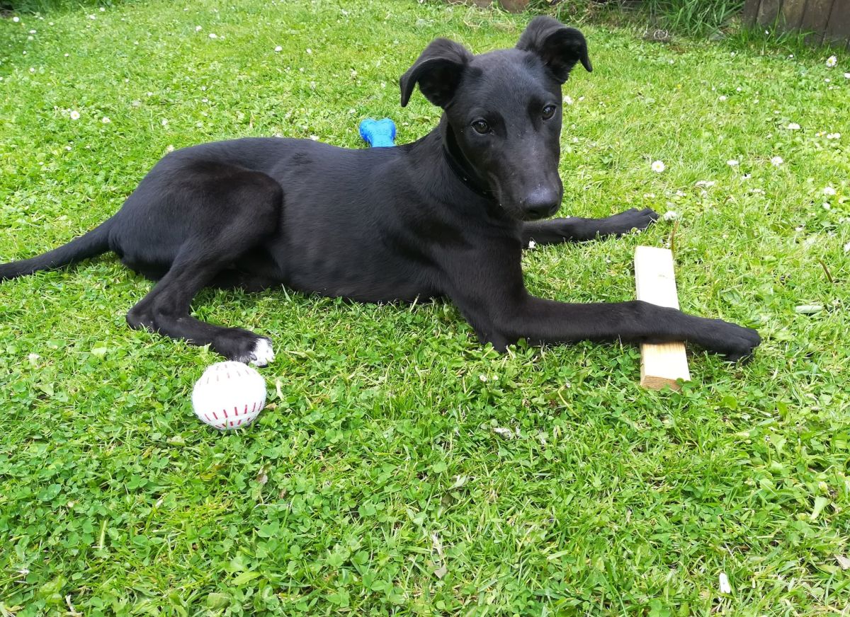 Adopting Retired Racing Greyhounds as Pets PetHelpful