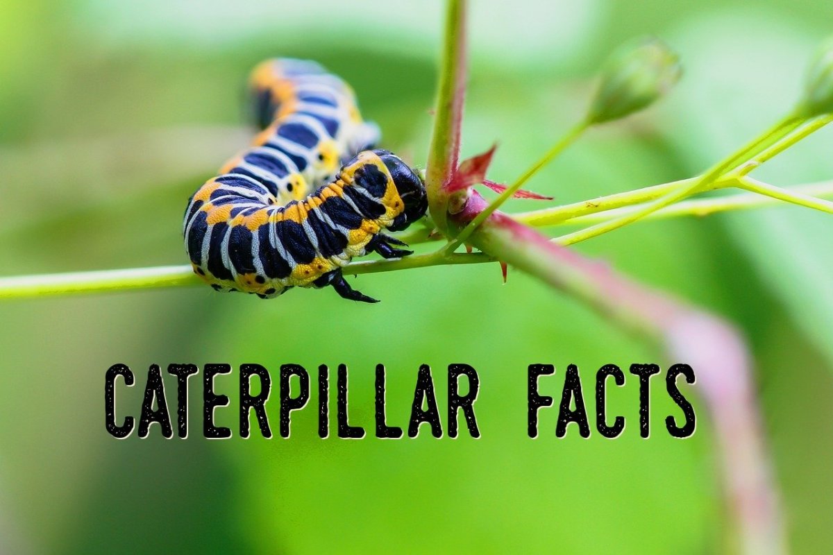Caterpillar Facts Questions and Answers About Caterpillars Owlcation