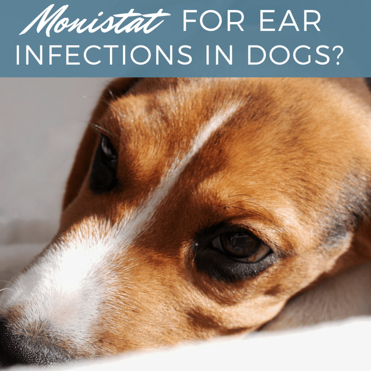 Dog Ear Mites Vs Yeast Infection Images блог довнлоад