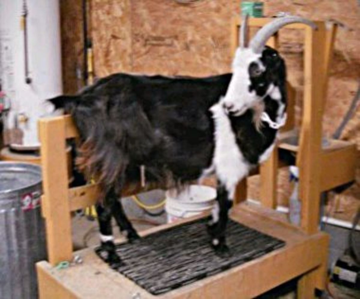 Milking the Goats A Photo Essay on Dairy Goat Care at Milking Time