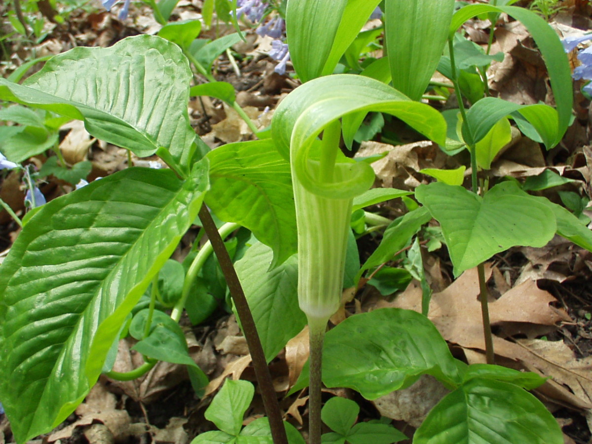Spring Wildflowers in Iowa A Wildflower Photo Collection HubPages