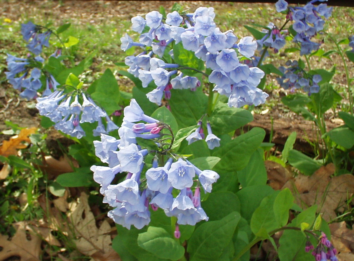 Spring Wildflowers in Iowa A Wildflower Photo Collection HubPages