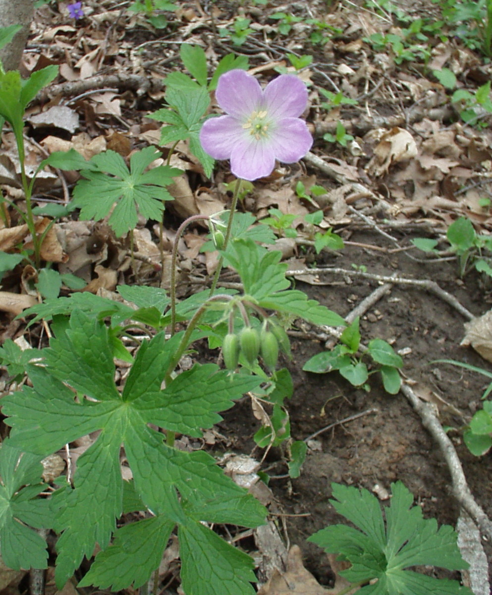 Spring Wildflowers in Iowa A Wildflower Photo Collection HubPages
