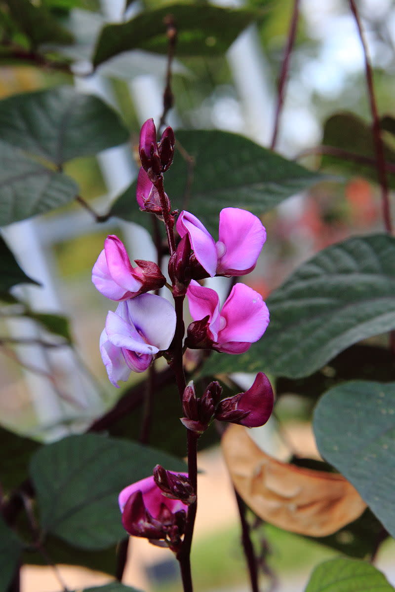 How to Grow Hyacinth Bean Vines Dengarden