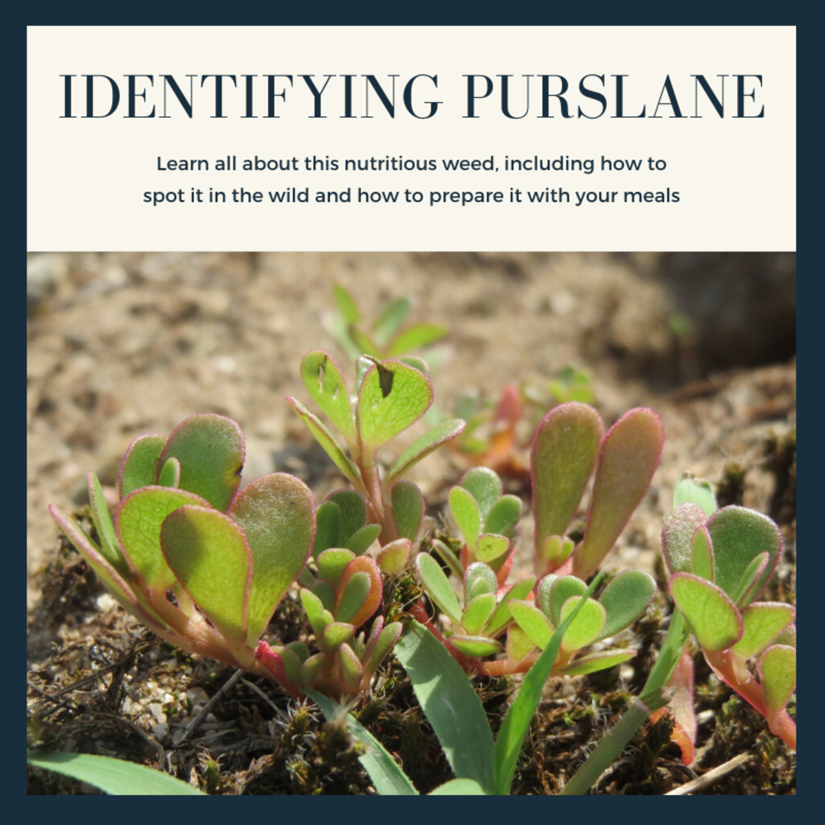 How to Identify Purslane A Nutritious and Edible Weed Dengarden