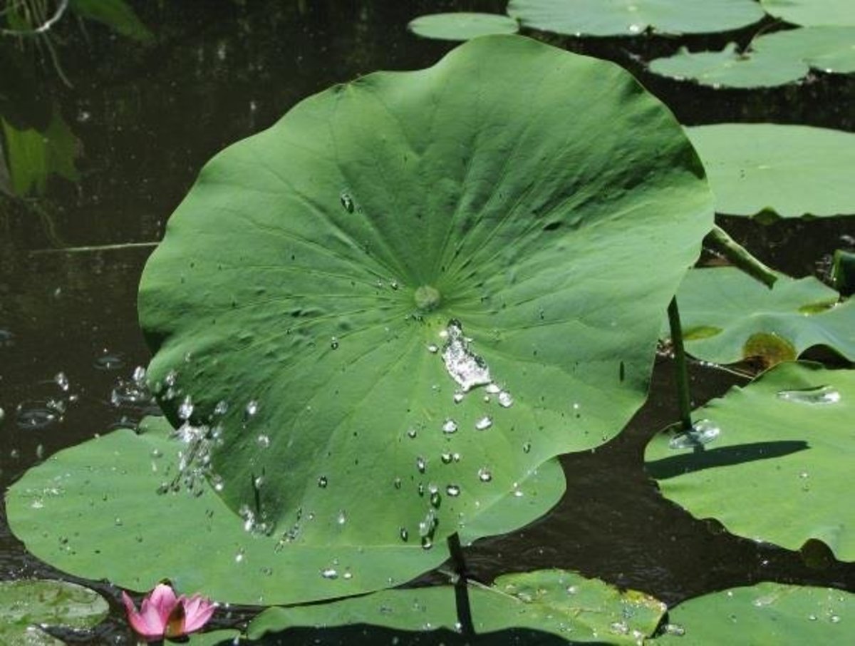 Interesting Facts About the Lotus Plant Nelumbo nucifera HubPages