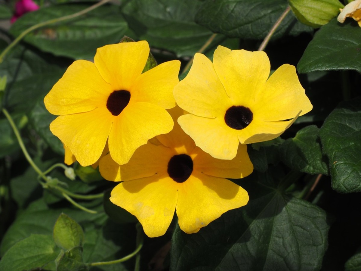 How to Grow a BlackEyed Susan Vine Dengarden