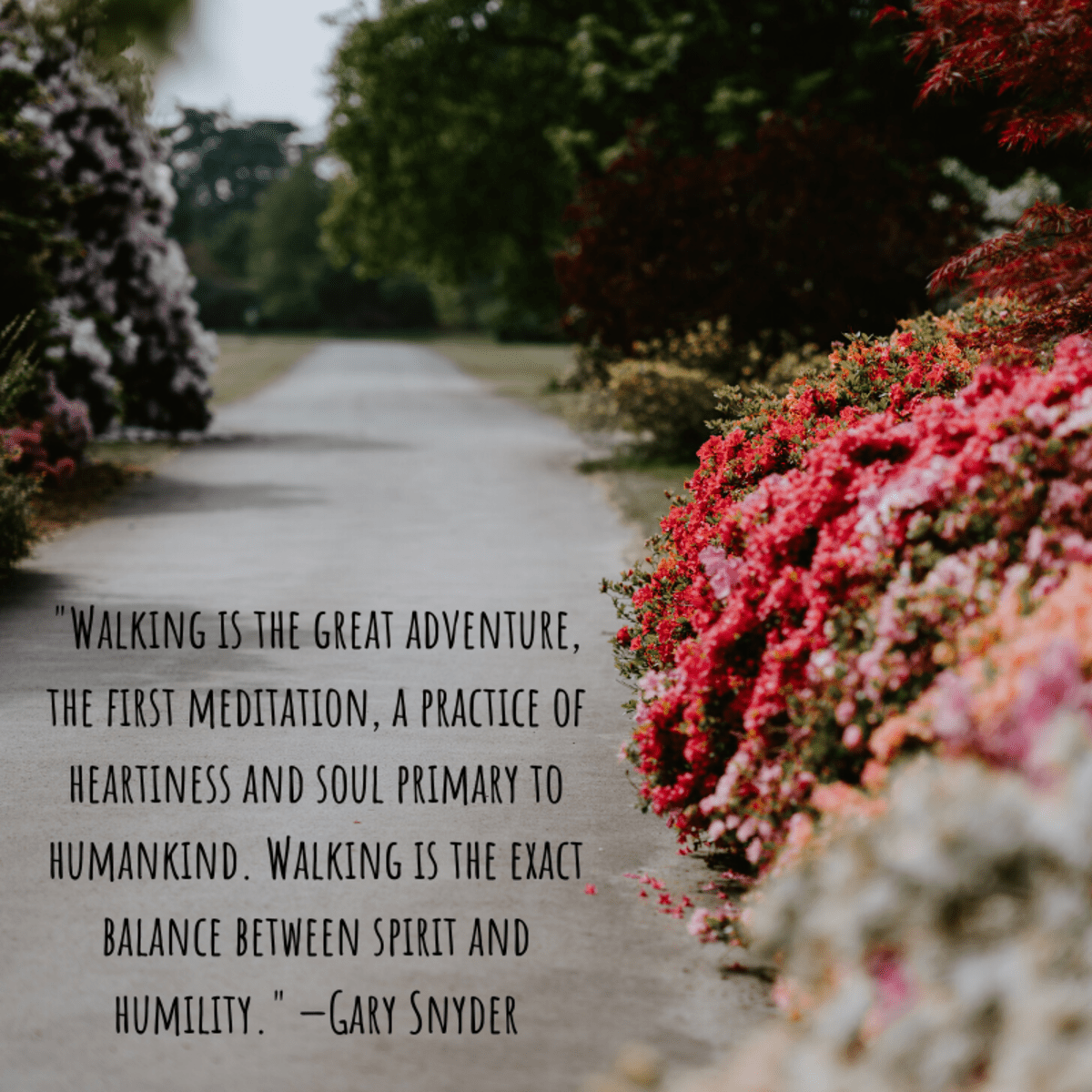 Motivational Quotes to Inspire You to Walk Regularly Holidappy