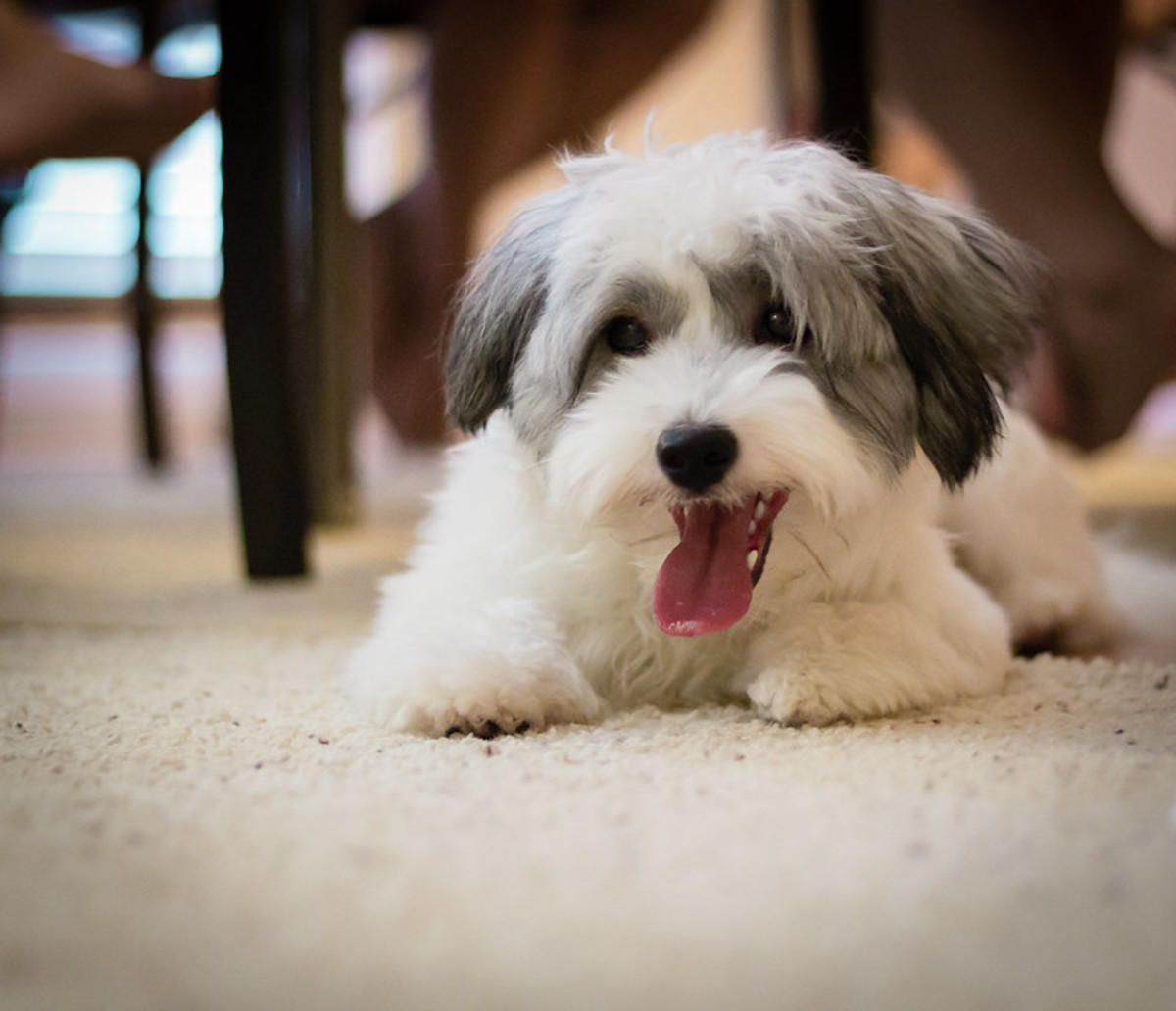 18 Best Hypoallergenic Dog Breeds for Your Apartment