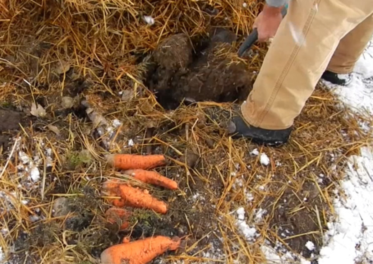 How to Overwinter Garden Carrots Without Refrigeration or Sand Buckets