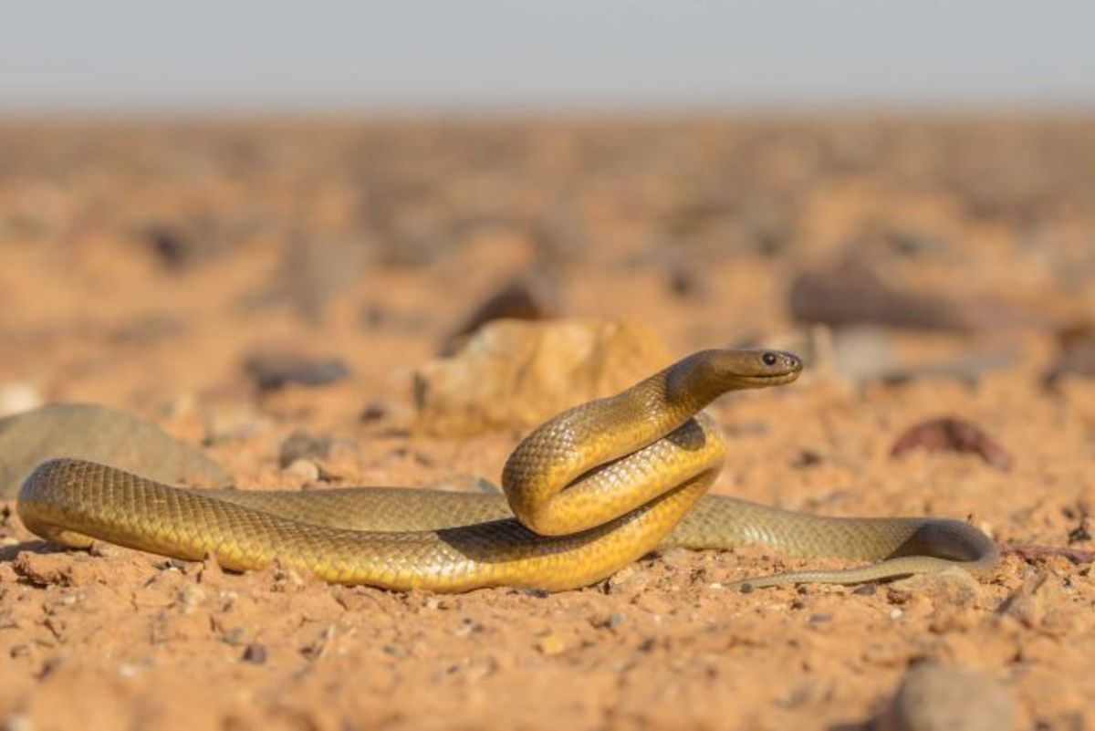The Inland Taipan Dangerous, Highly Venomous, and Extremely Deadly