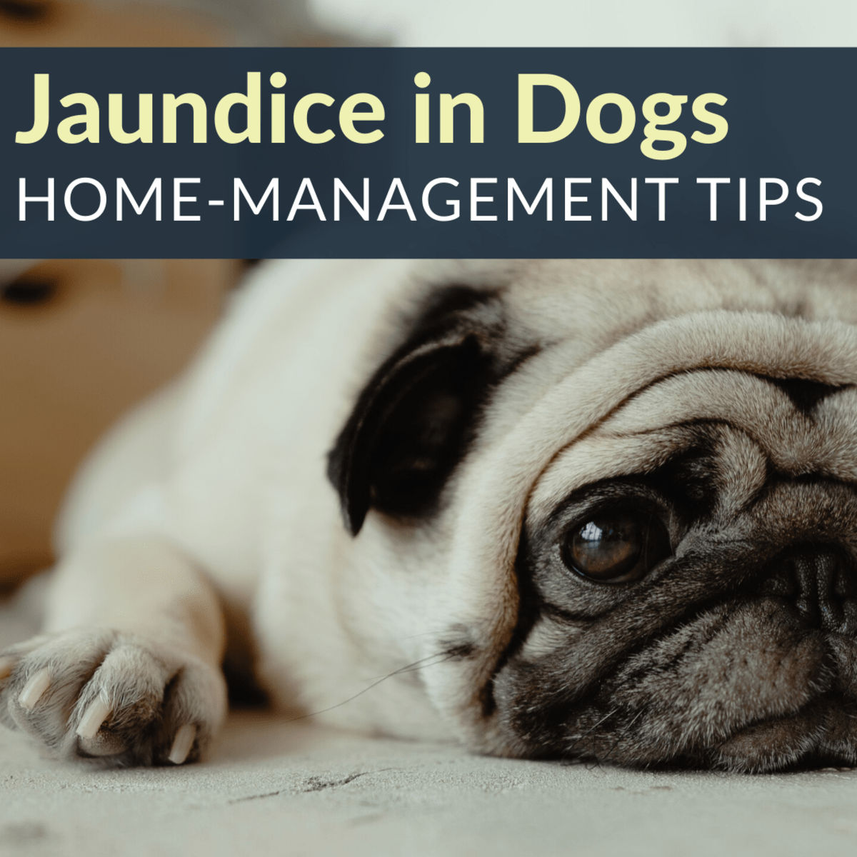 Helping a Dog With Jaundice at Home PetHelpful