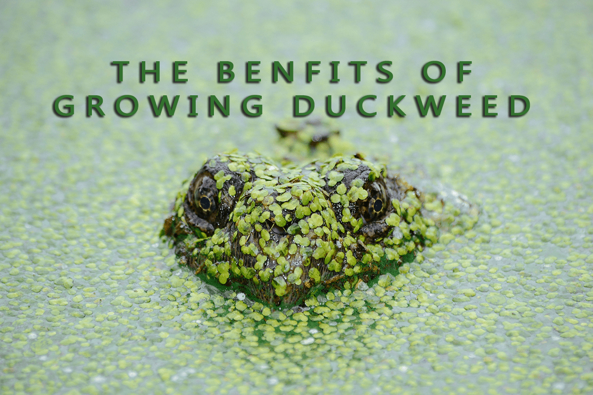 The Benefits of Growing Duckweed Owlcation