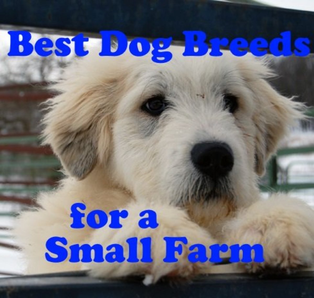 Best MediumSized Guard Dog Breeds PetHelpful