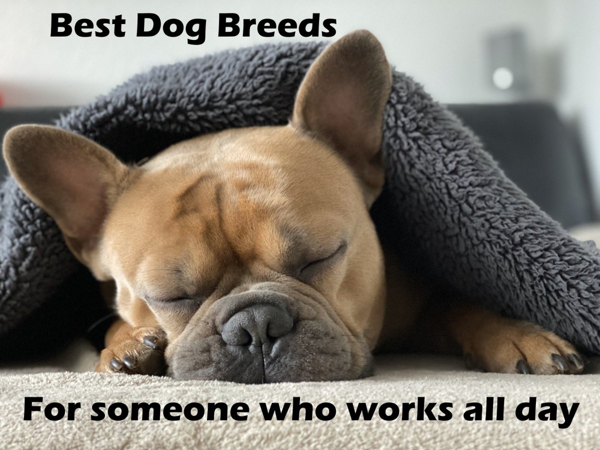 The 7 Best Dog Breeds for Someone Who Works All Day