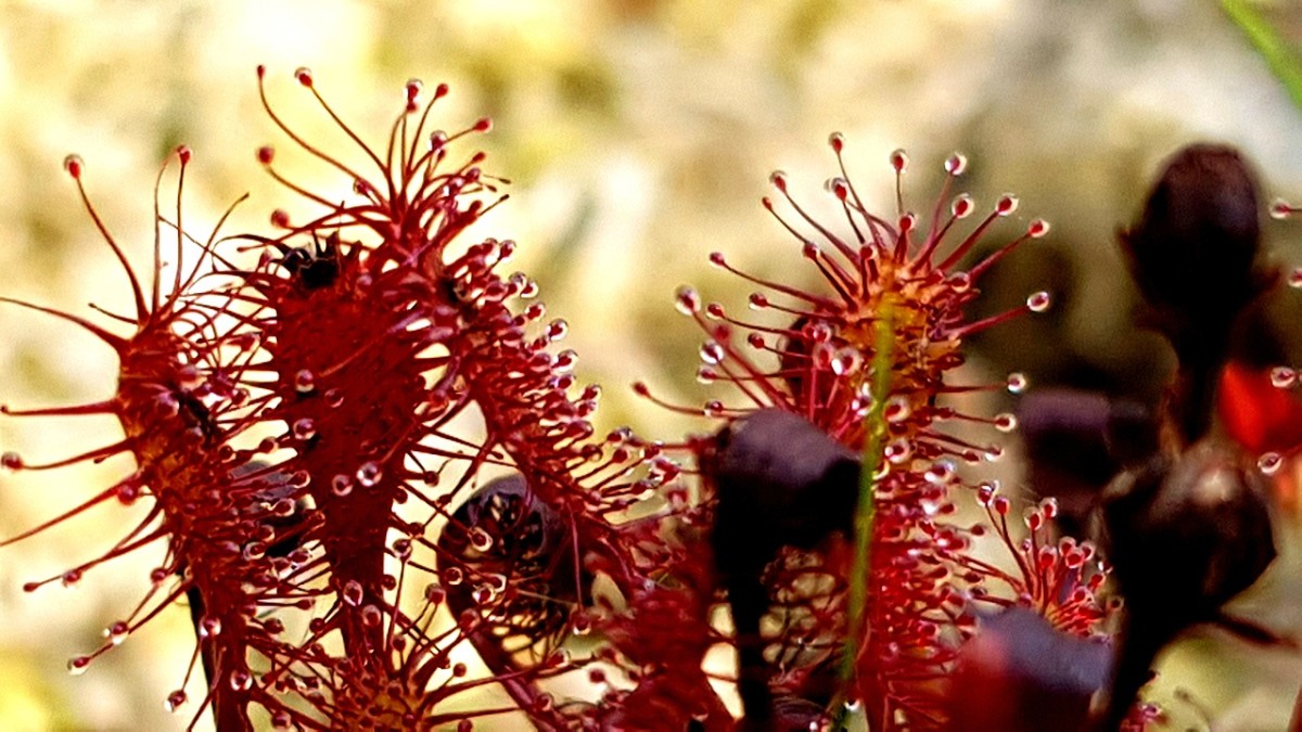 Carnivorous Plants Why Do They Exist? HubPages