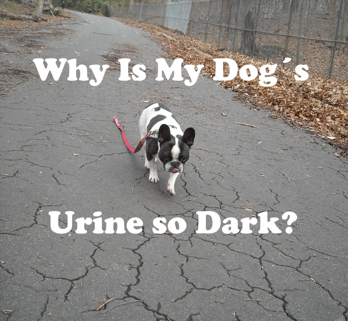 What You Need to Know About Blood in Your Dog's Urine PetHelpful