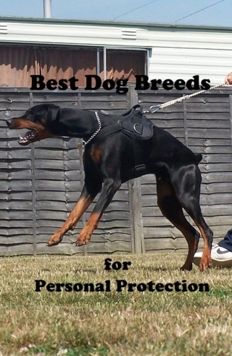 5 Best Personal Protection Dog Breeds PetHelpful