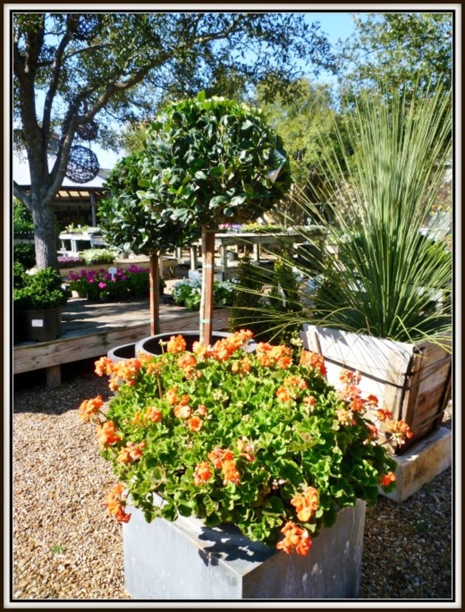 Tiny Boxwoods Cafe, Nursery, and Gift Shop in Houston WanderWisdom