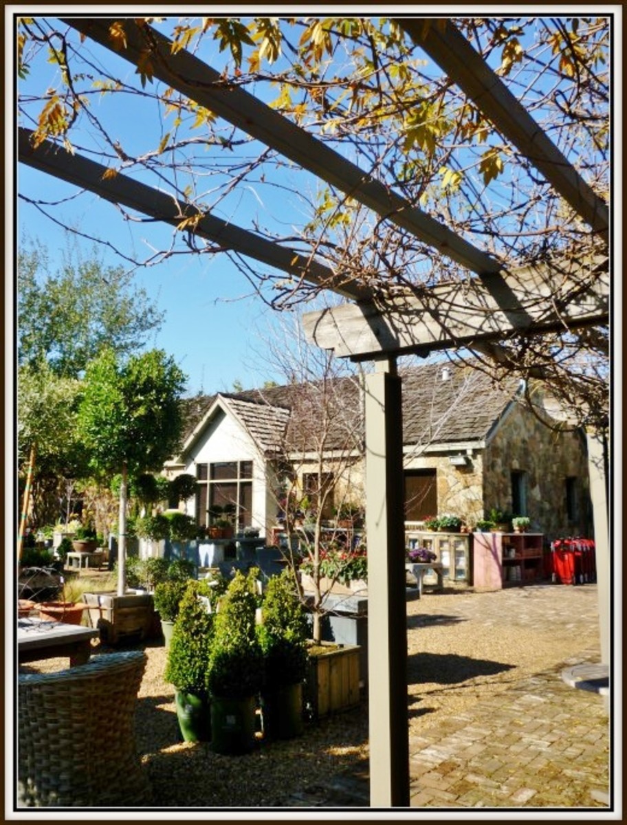 Tiny Boxwoods Cafe, Nursery, and Gift Shop in Houston WanderWisdom