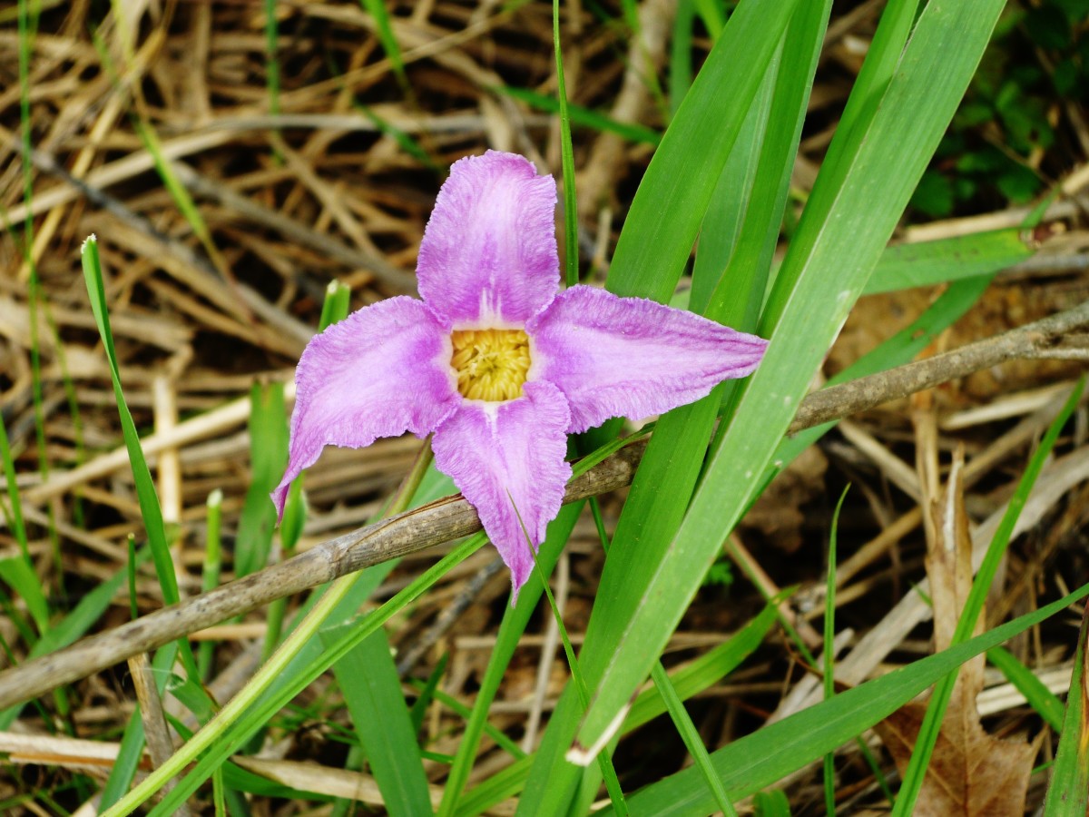 Houston Arboretum and Nature Center WanderWisdom