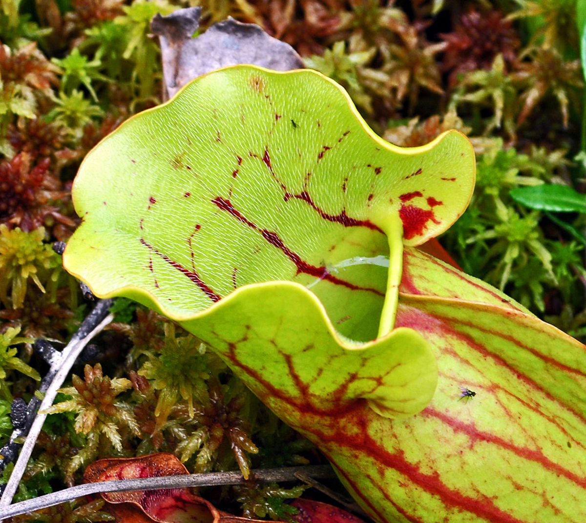 Carnivorous Plants Why Do They Exist? HubPages