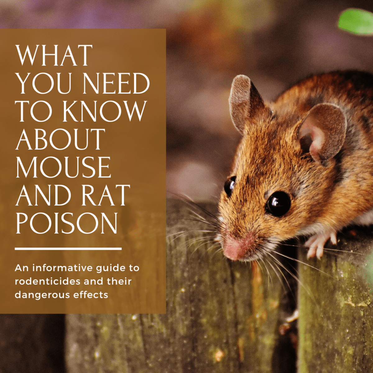 Do Rats Feel Pain Rat Poison at Margaret Ross blog