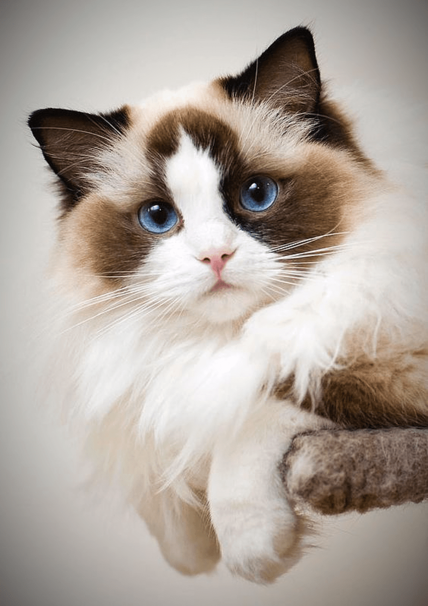 The Legendary Ragdoll Cat HubPages