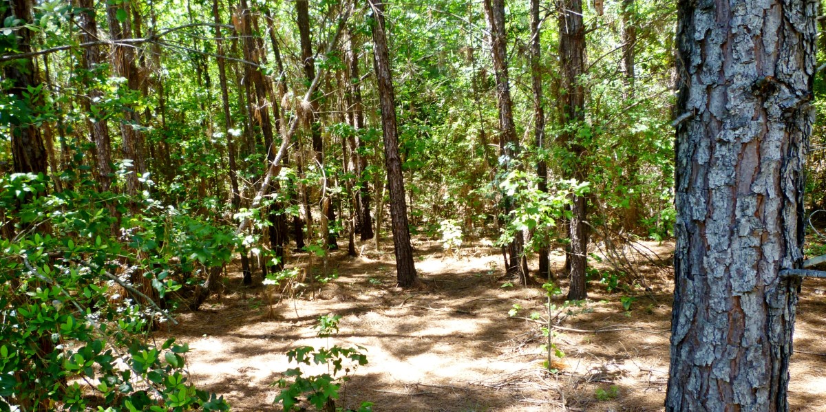 Little Cypress Creek Preserve Wildlife Habitat in Cypress, TX