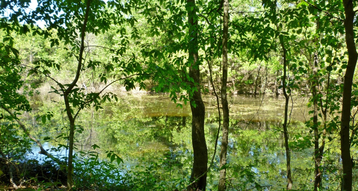 Little Cypress Creek Preserve Wildlife Habitat in Cypress, TX
