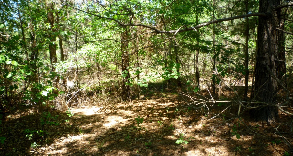Little Cypress Creek Preserve Wildlife Habitat in Cypress, TX