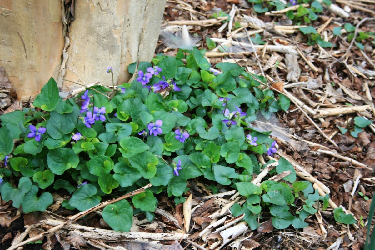 A Homebody's Guide to Common Blue Violets Dengarden