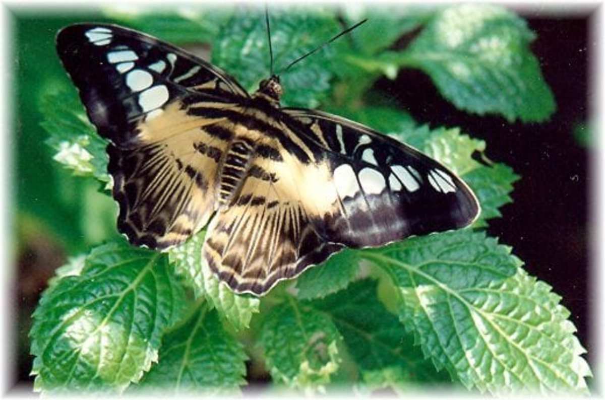 Cockrell Butterfly Center Houston Museum of Natural Science WanderWisdom