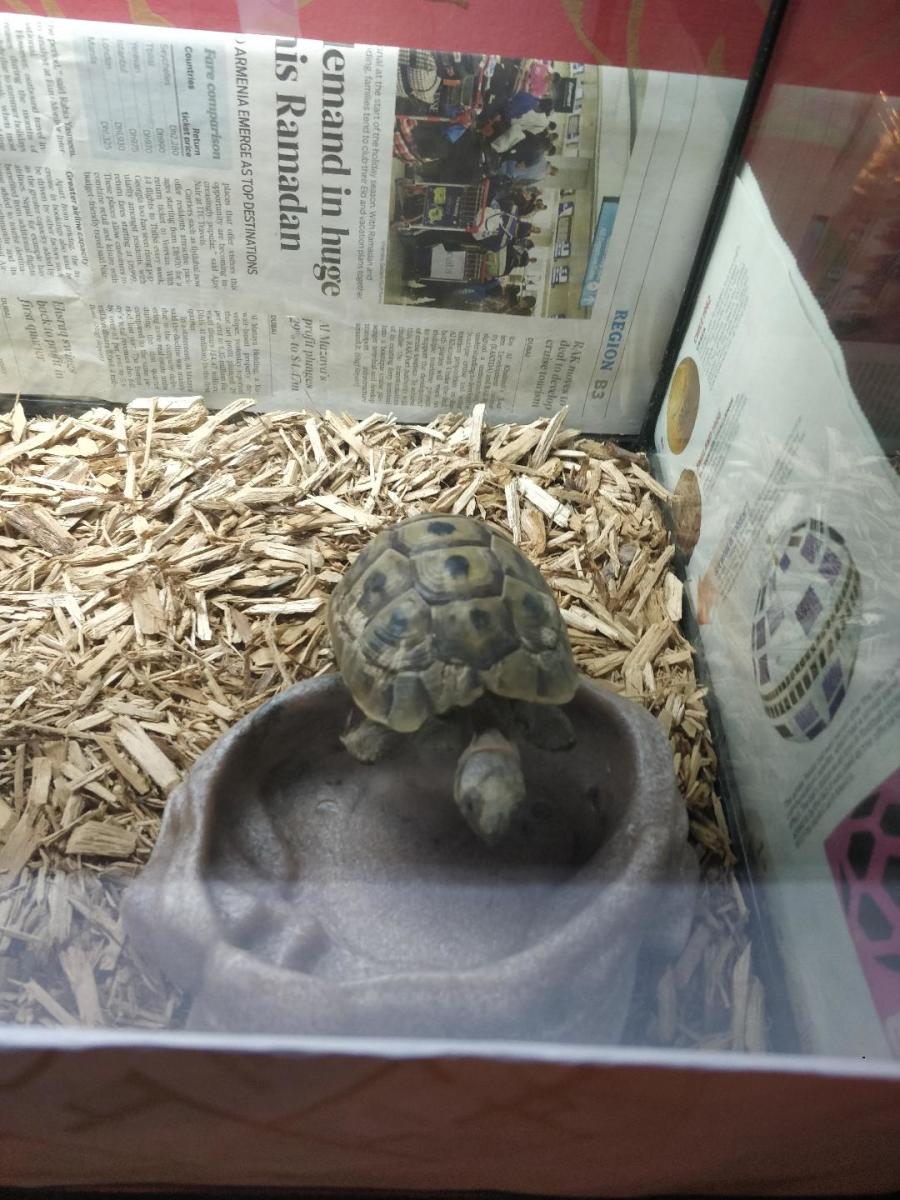 Substrates and SafetoUse Plants for Tortoise Enclosures PetHelpful