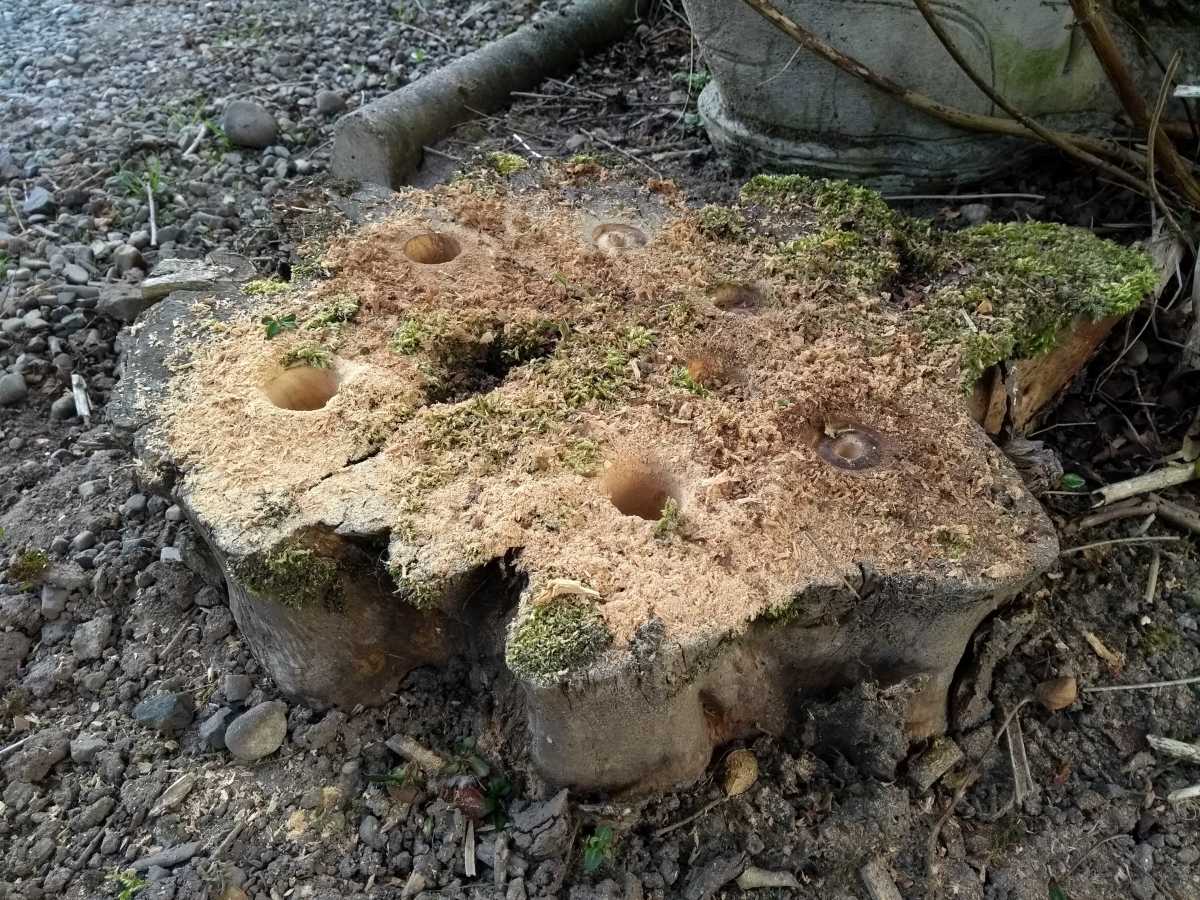How to Remove a Tree Stump Easily Dengarden