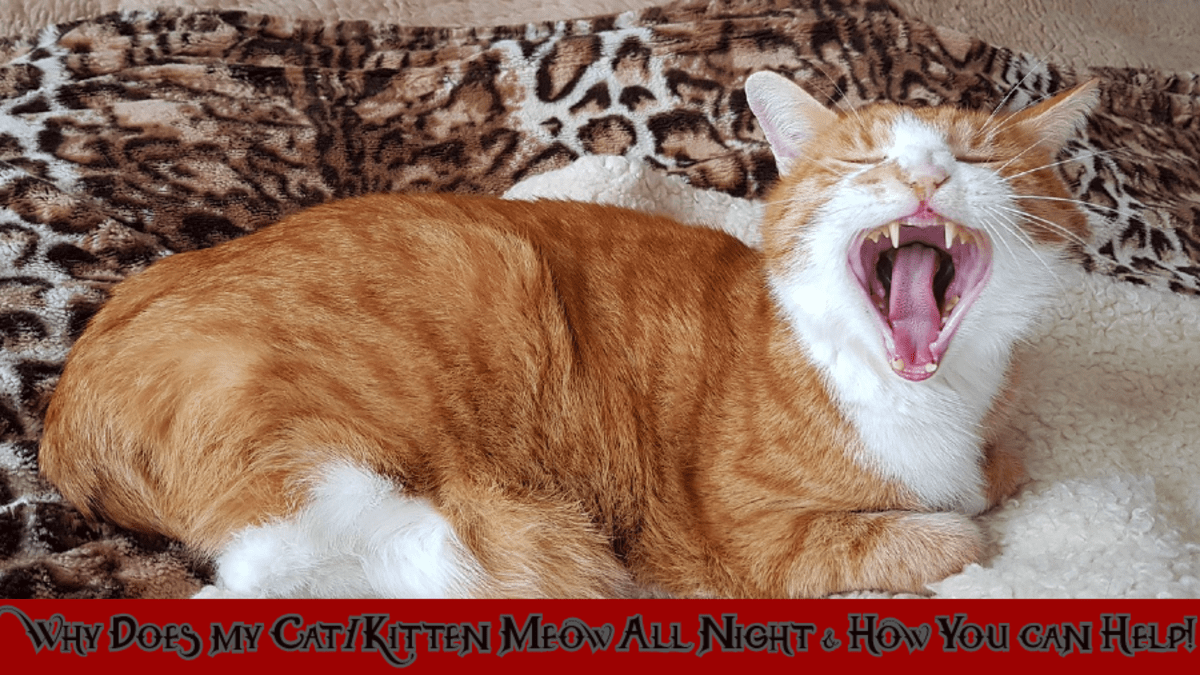 Why Does My Cat/Kitten Meow All Night & How You Can Help