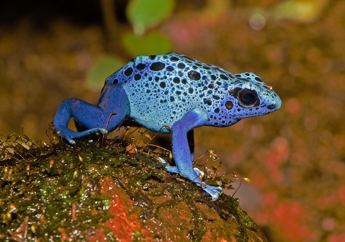 Six Colorful Frogs Interesting Facts About Attractive Amphibians