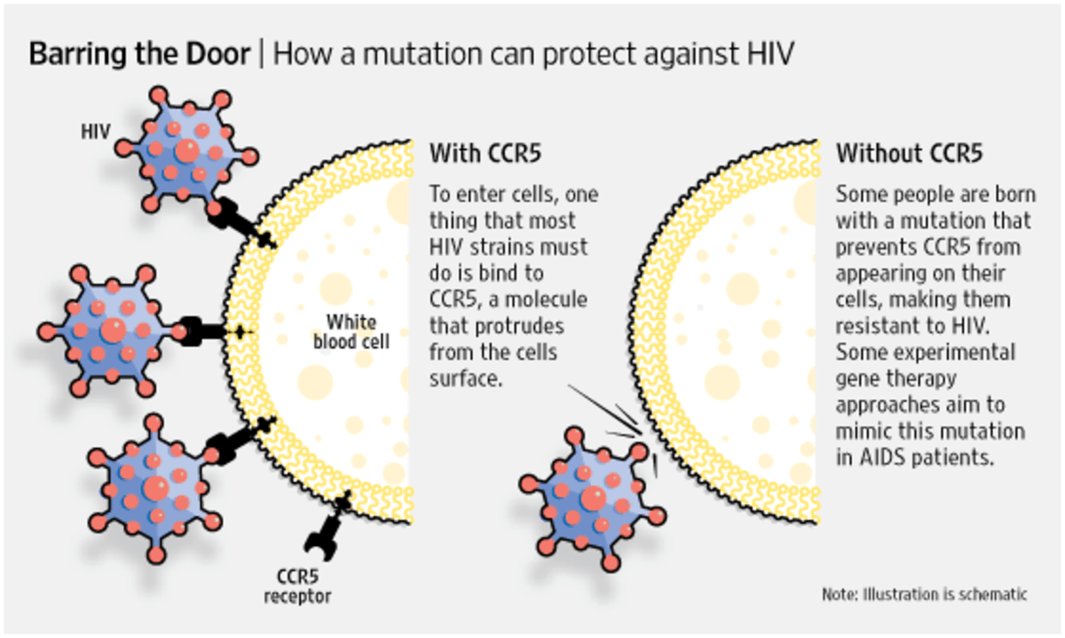 A Cure for HIV? Past Research of the CCR5 Delta 32 Mutation Owlcation