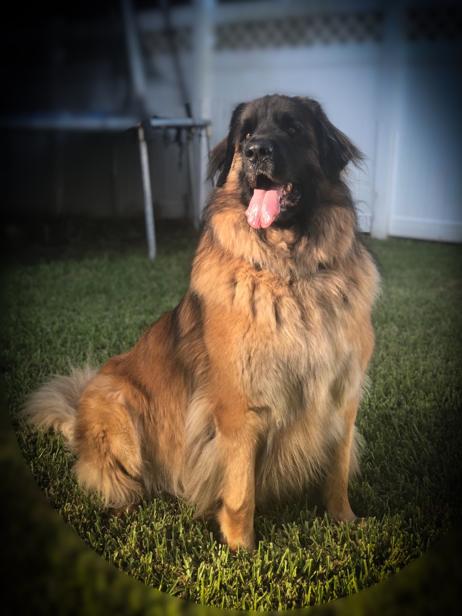 Leonberger Dog Breed Price Range In Ontario Canada HubPages