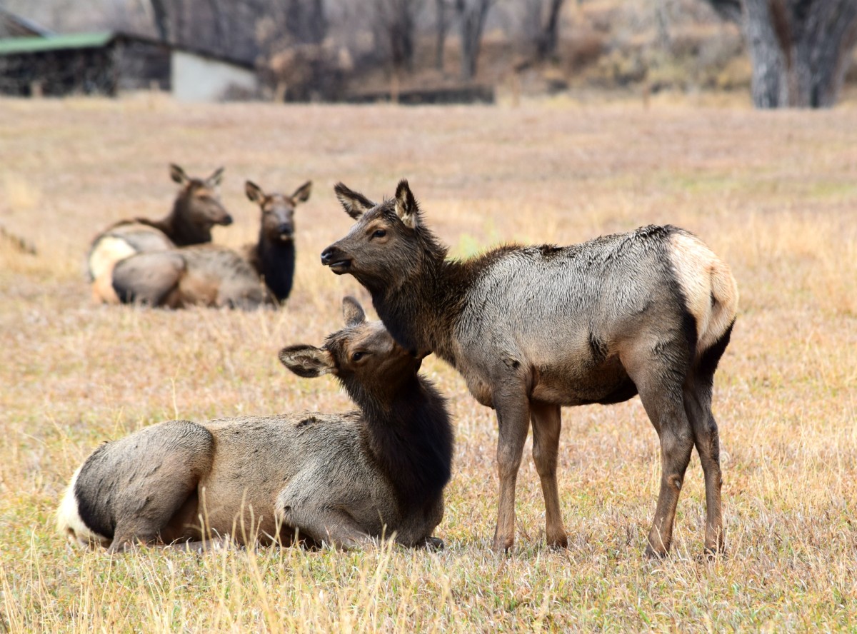 Where and When to See Elk in Rocky Mountain National Park and Estes