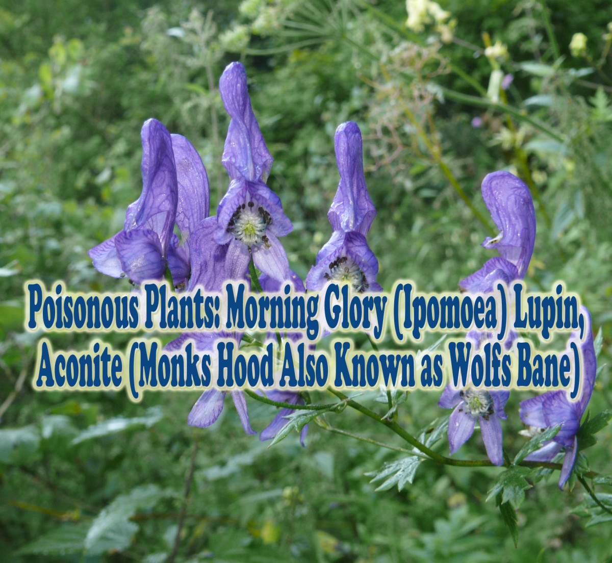Poisonous Plants Morning Glory (Ipomoea) Lupin, Aconite (Monks Hood