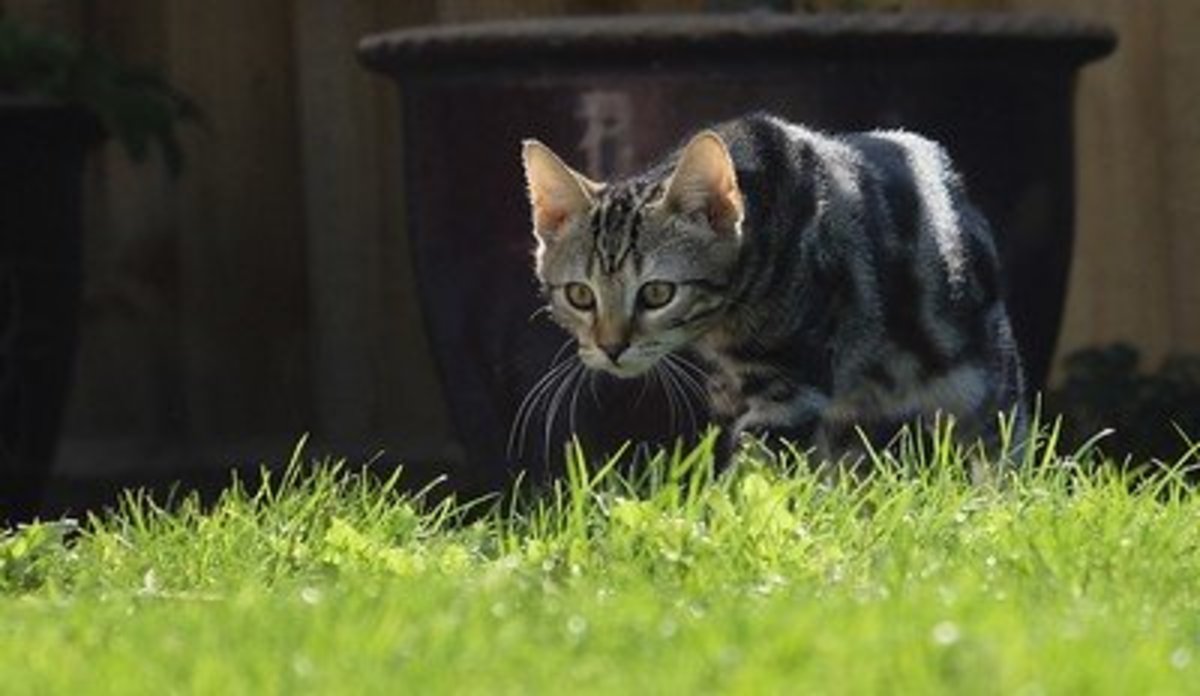 15 Reasons Why Cats Are Better Pets Than Dogs PetHelpful