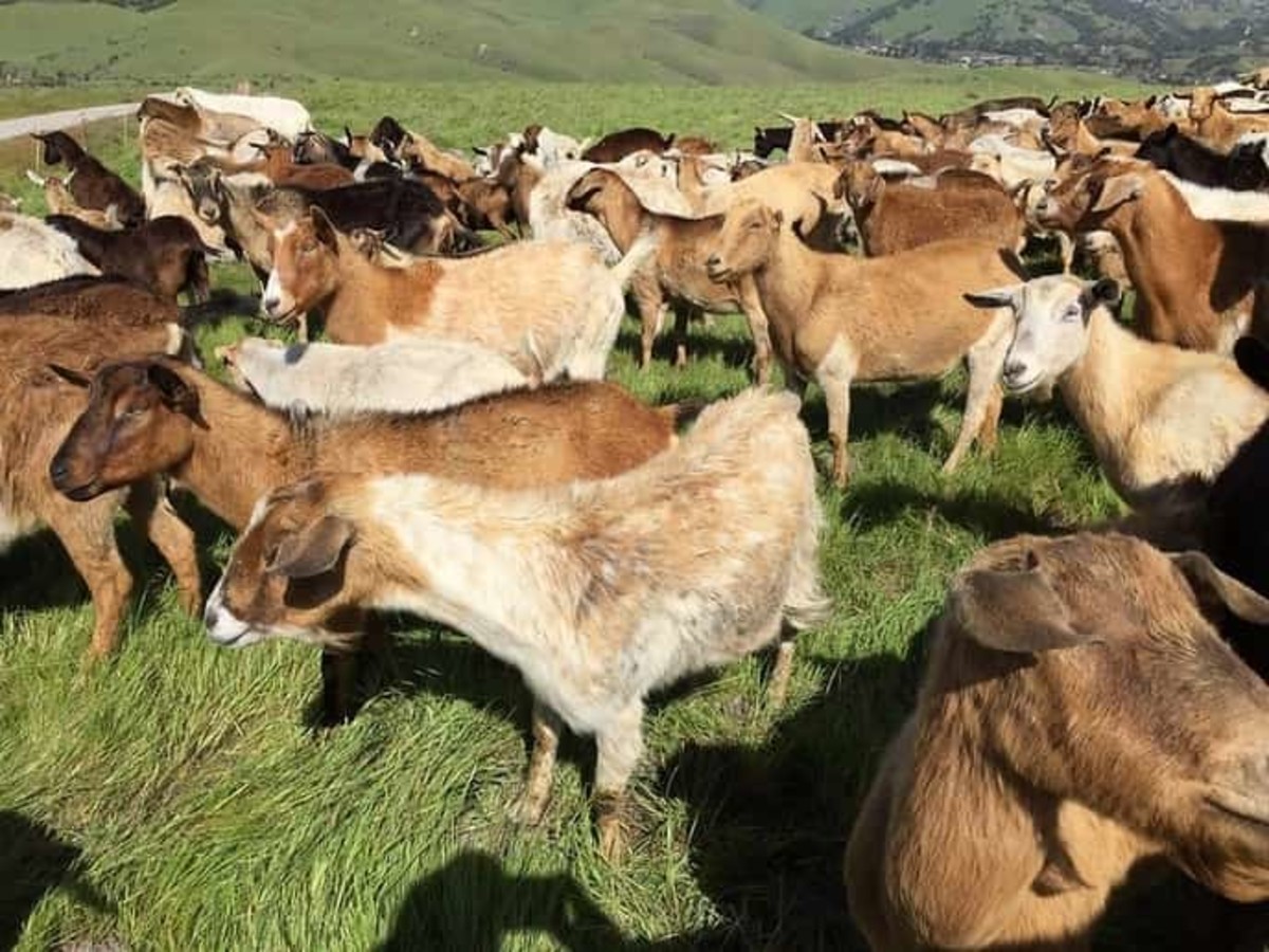 15 Best Goat Breeds for Meat PetHelpful