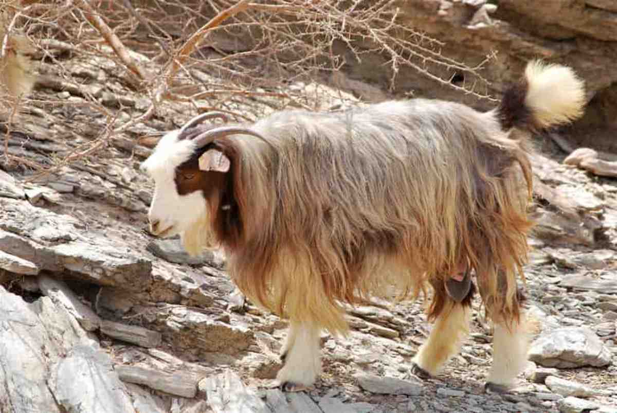 15 Best Goat Breeds for Meat PetHelpful
